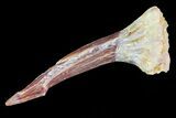 Bargain, Cretaceous Giant Sawfish (Onchopristis) Rostral Barb #72721-1